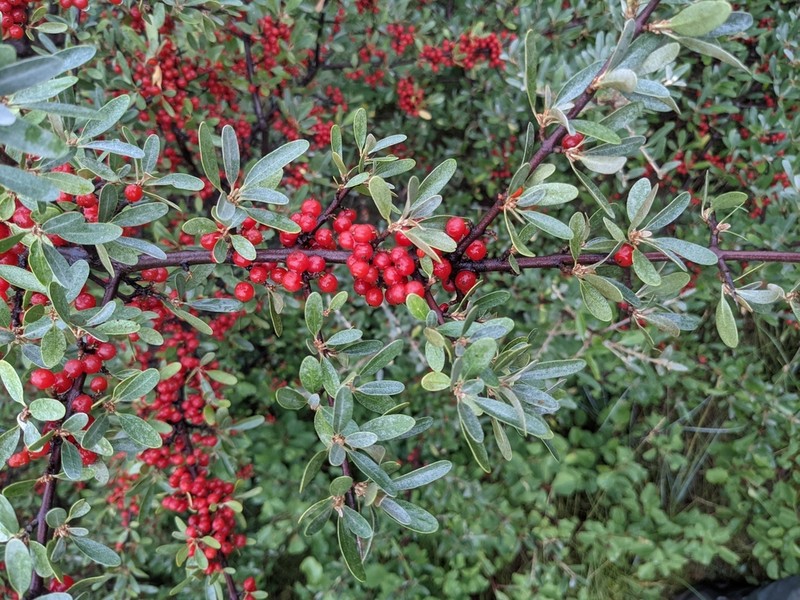 Silver Buffaloberry