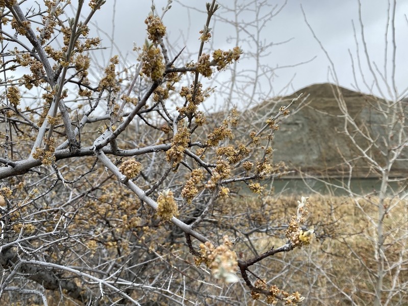 Silver Buffaloberry photo 2