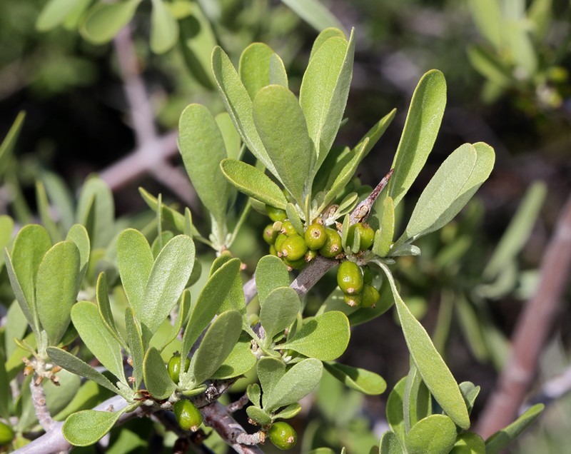 Silver Buffaloberry photo 3