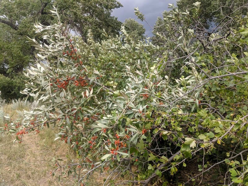 Silver Buffaloberry photo 4