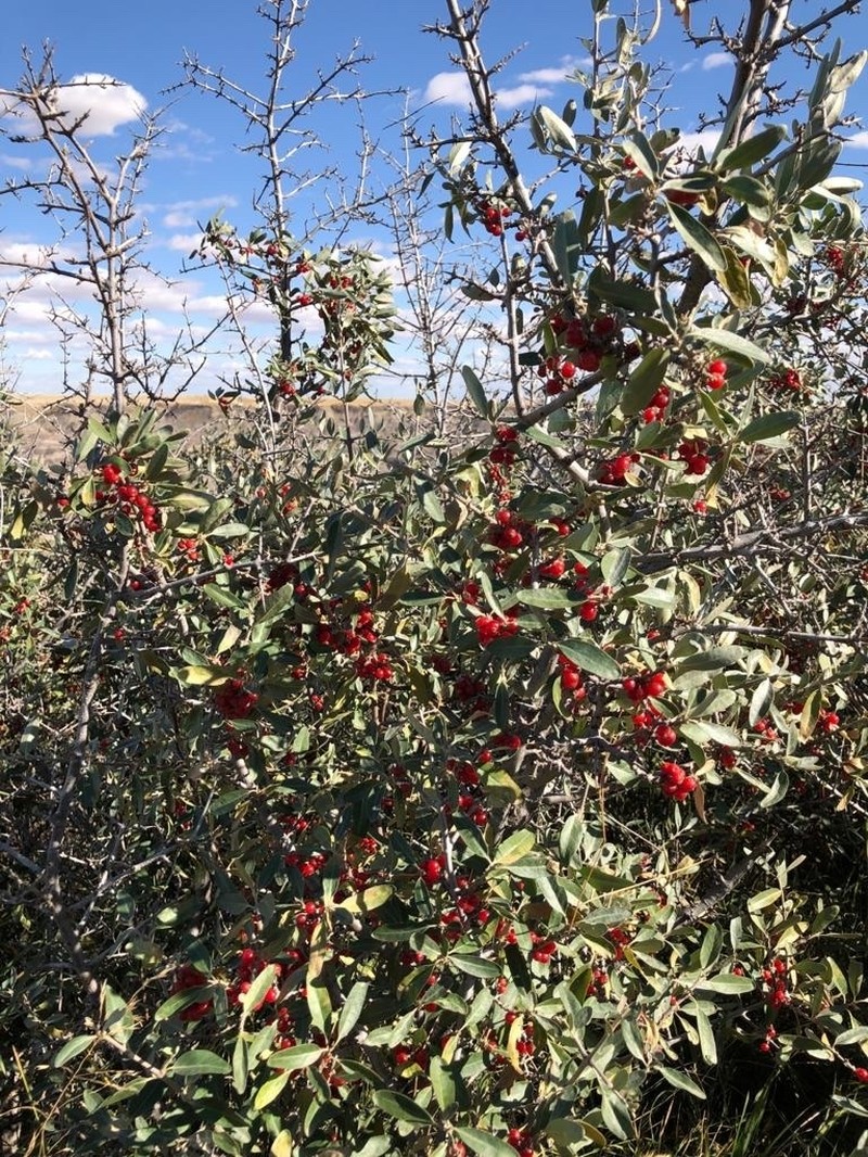 Silver Buffaloberry photo 5