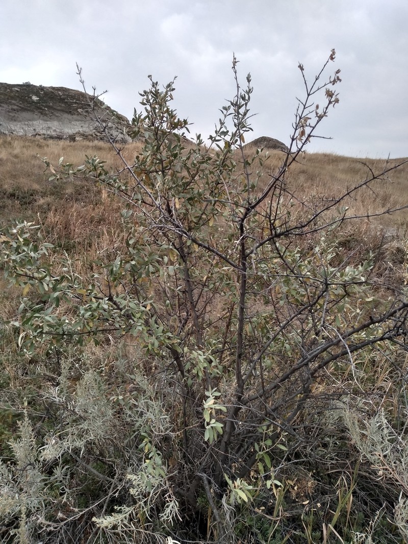 Silver Buffaloberry photo 6