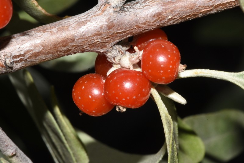 Silver Buffaloberry photo 7