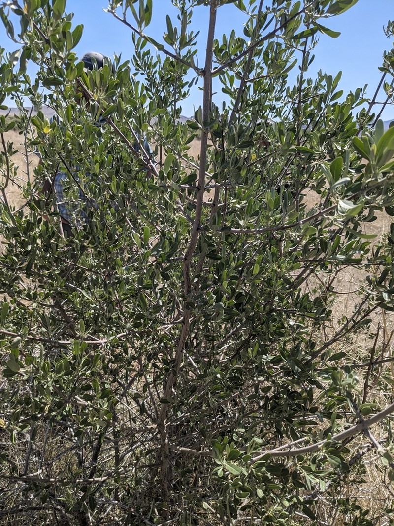 Silver Buffaloberry photo 8
