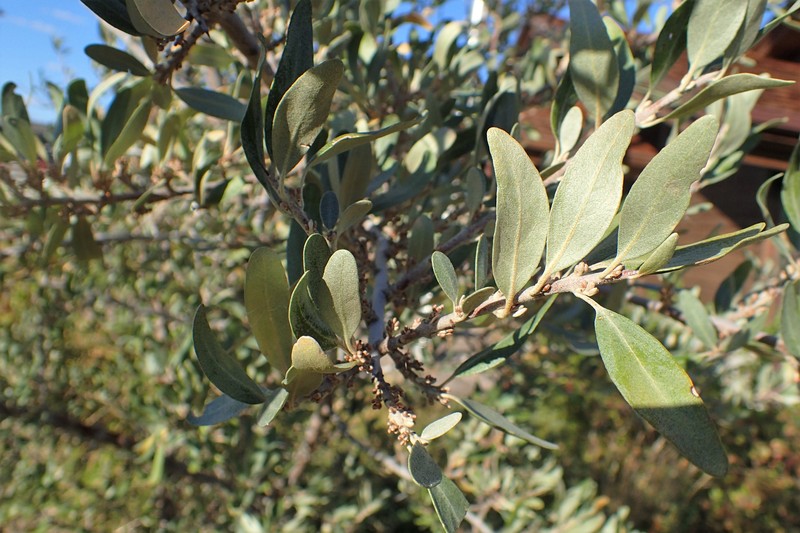 Silver Buffaloberry photo 2