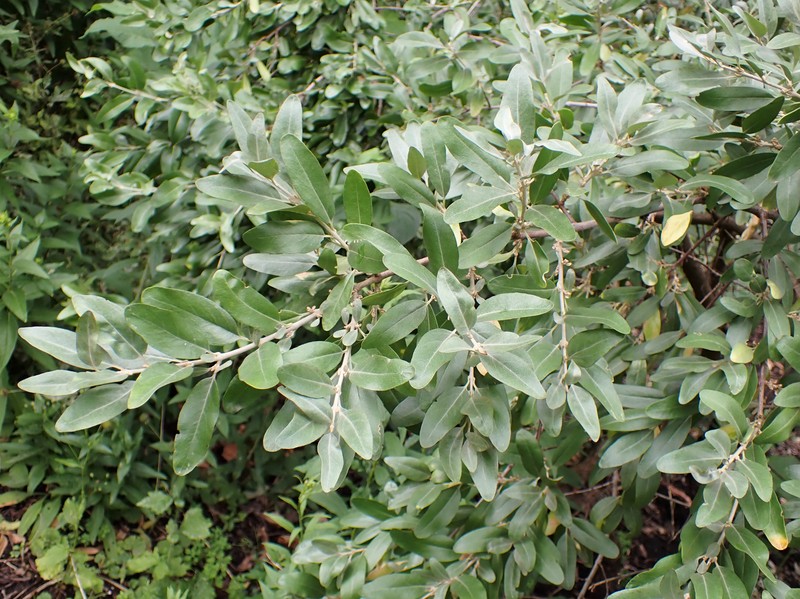 Silver Buffaloberry photo 3