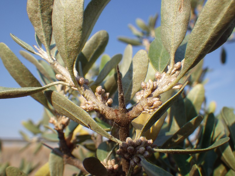 Silver Buffaloberry photo 4