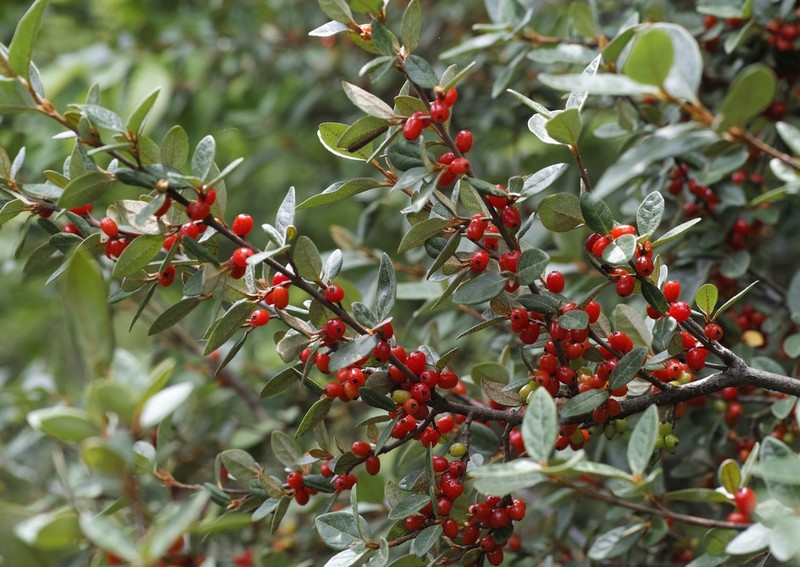 Russet Buffaloberry photo 6