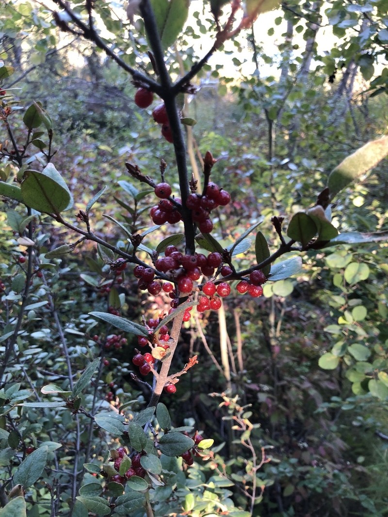 Russet Buffaloberry photo 7