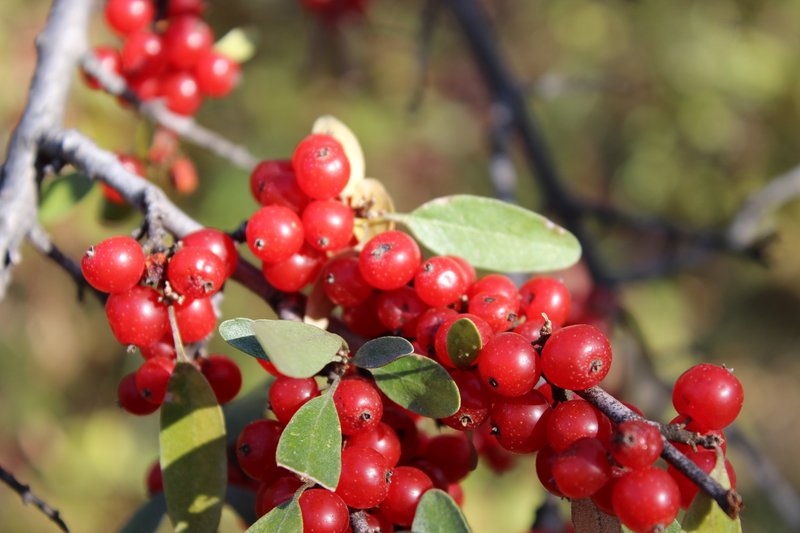 Russet Buffaloberry photo 5