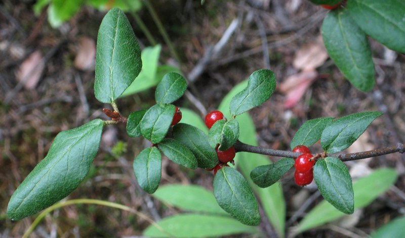 Russet Buffaloberry