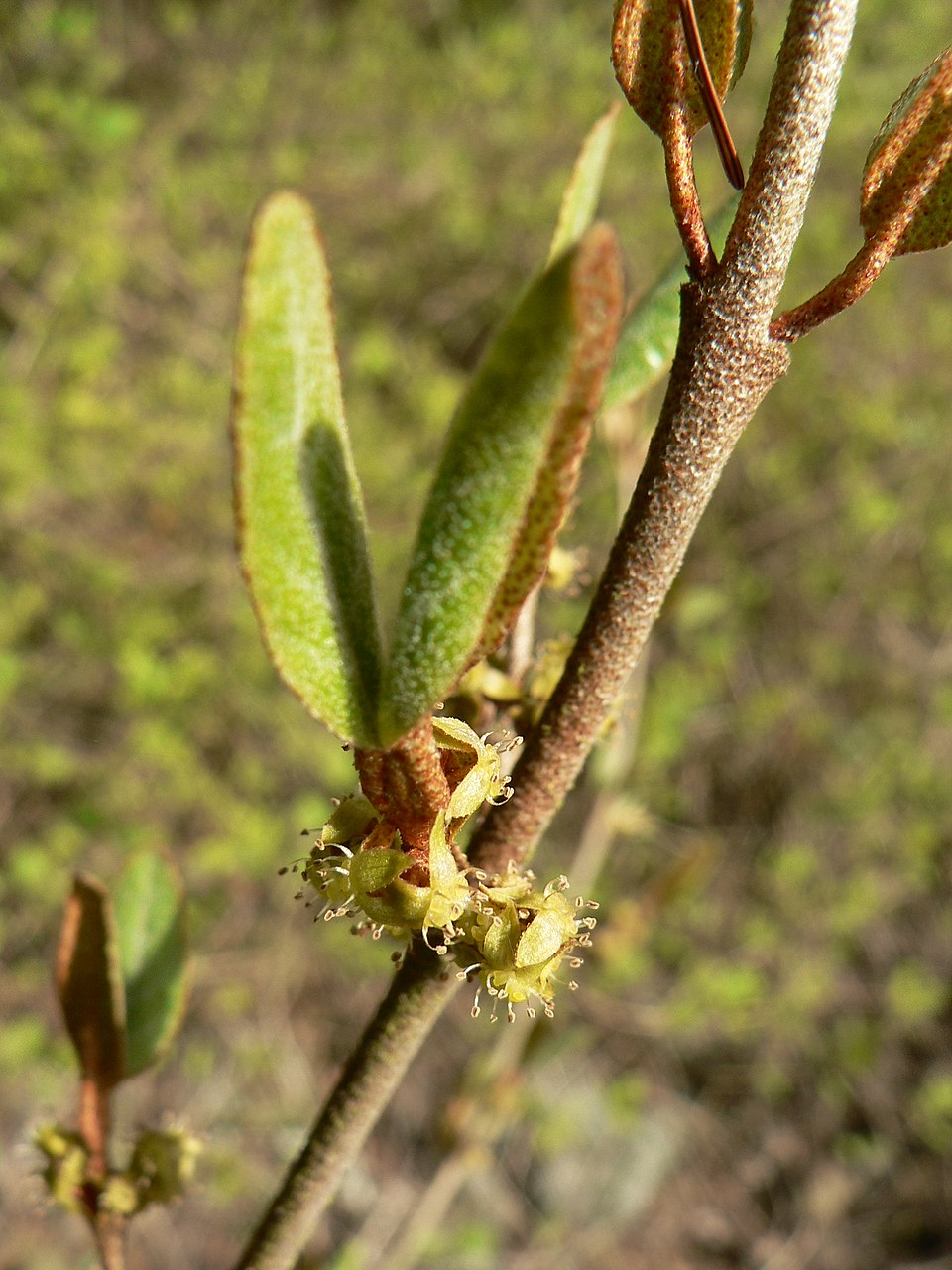 Russet Buffaloberry photo 6