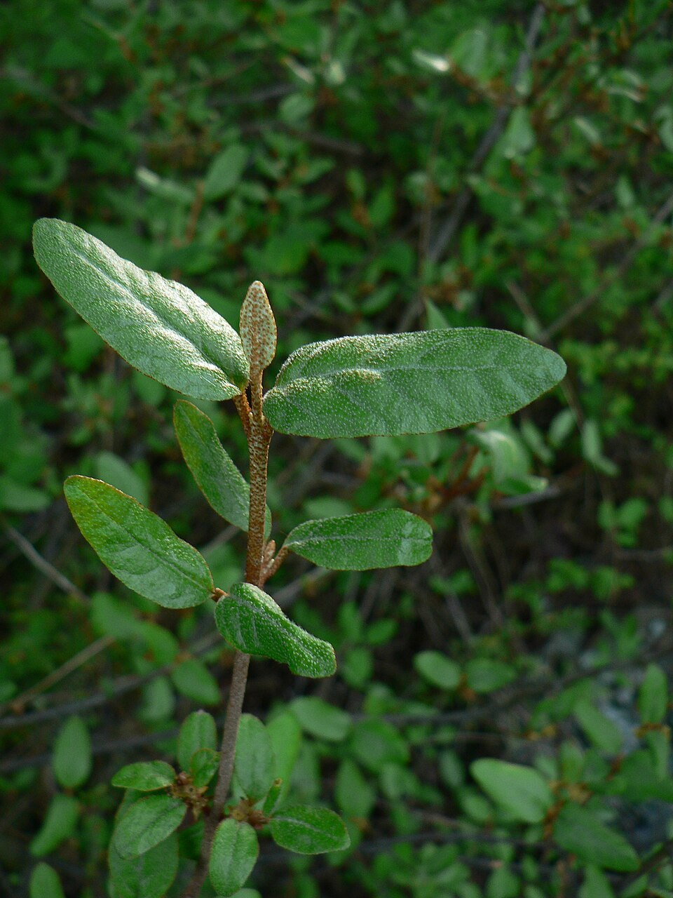 Russet Buffaloberry photo 7