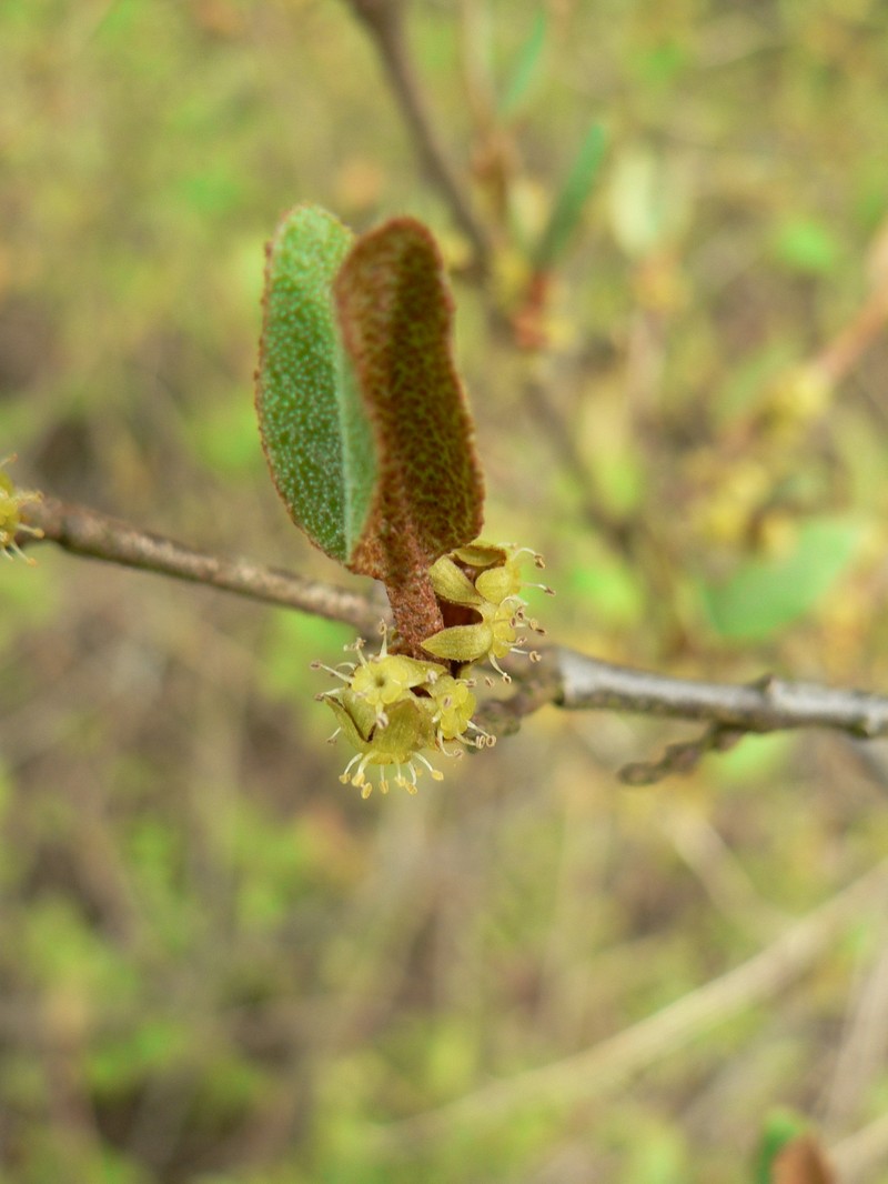 Russet Buffaloberry photo 2