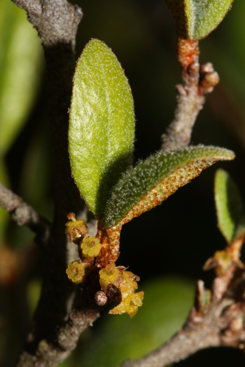 Russet Buffaloberry photo 3
