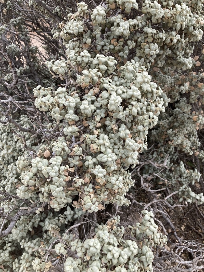 Roundleaf Buffaloberry photo 4