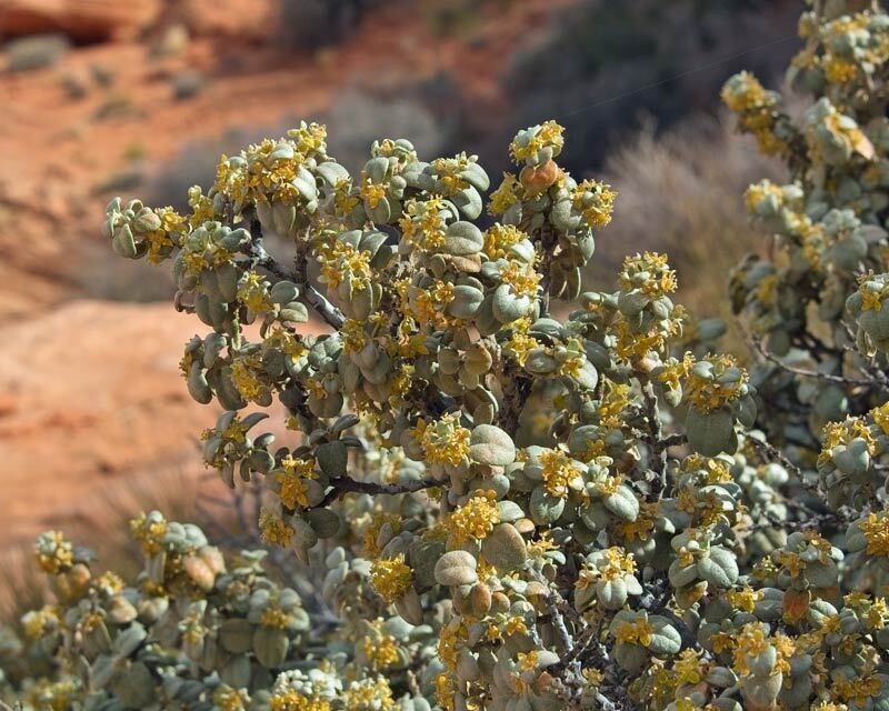 Roundleaf Buffaloberry photo 6