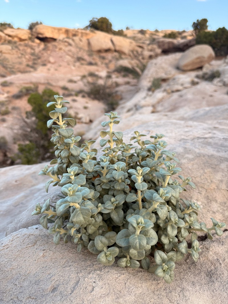 Roundleaf Buffaloberry photo 7