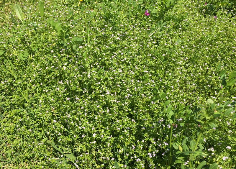 Blue Fieldmadder photo 4