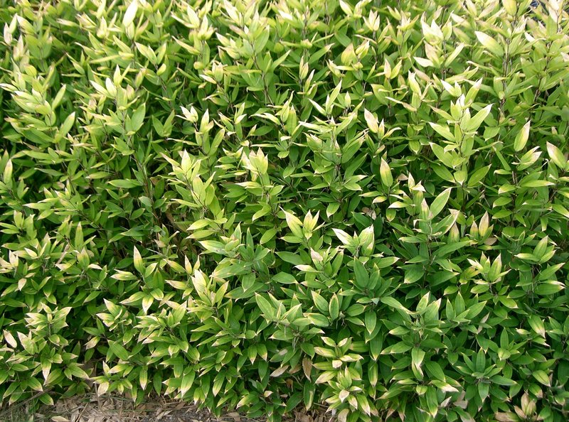 Ruscus-Leaf Bamboo