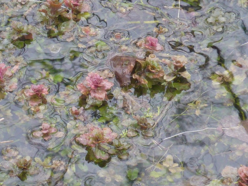 Rio Grande Bugheal photo 8