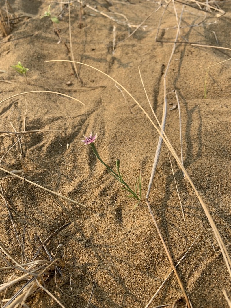 Beaked Skeletonweed photo 3