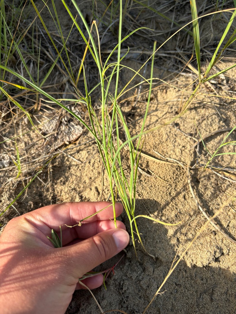 Beaked Skeletonweed photo 4