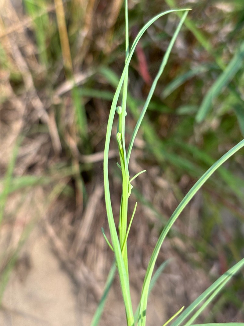 Beaked Skeletonweed photo 5