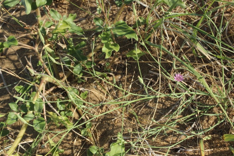 Beaked Skeletonweed photo 6