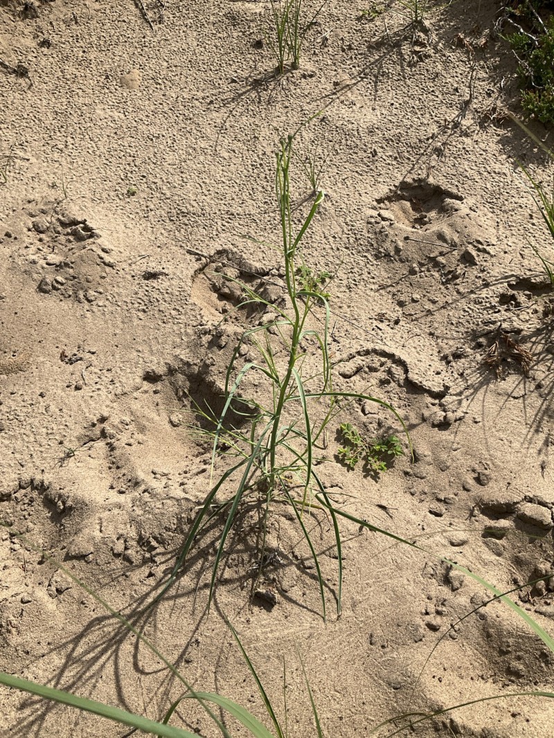 Beaked Skeletonweed photo 7