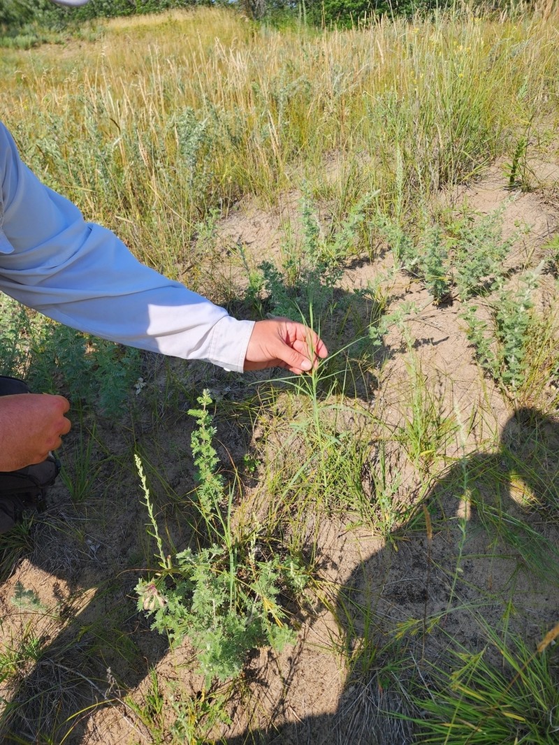 Beaked Skeletonweed photo 8