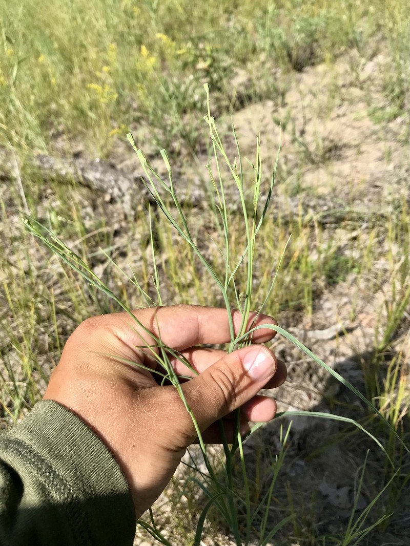 Beaked Skeletonweed