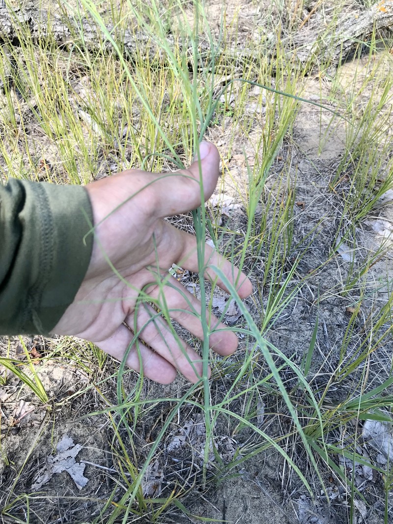 Beaked Skeletonweed photo 2
