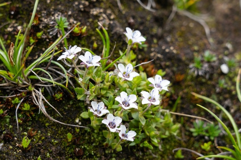 Shivparvatia ciliolata photo 2