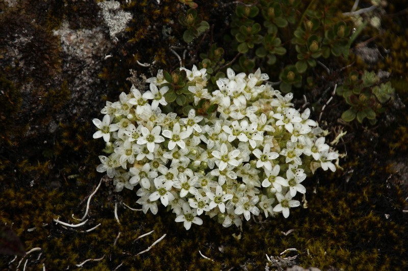 Shivparvatia ciliolata photo 3