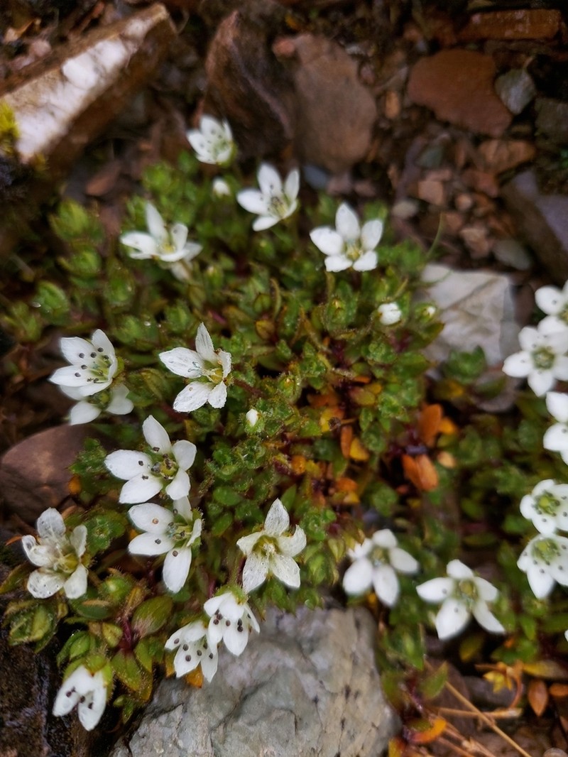 Shivparvatia ciliolata photo 4