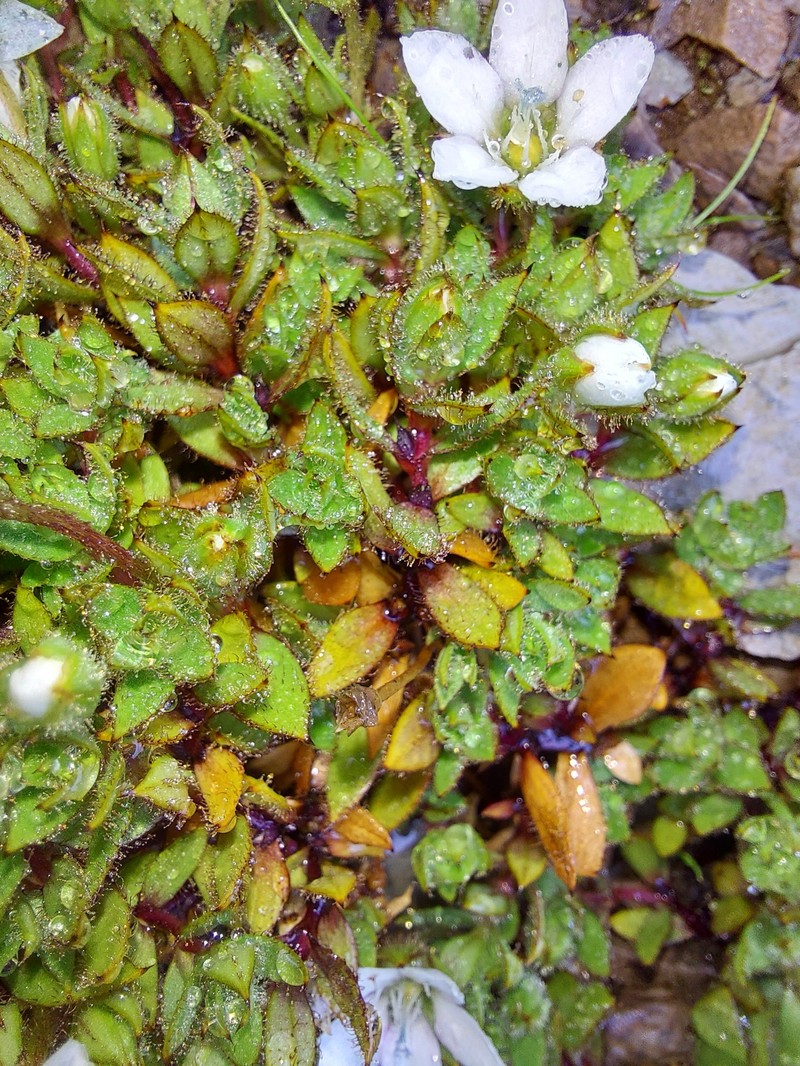 Shivparvatia ciliolata photo 5