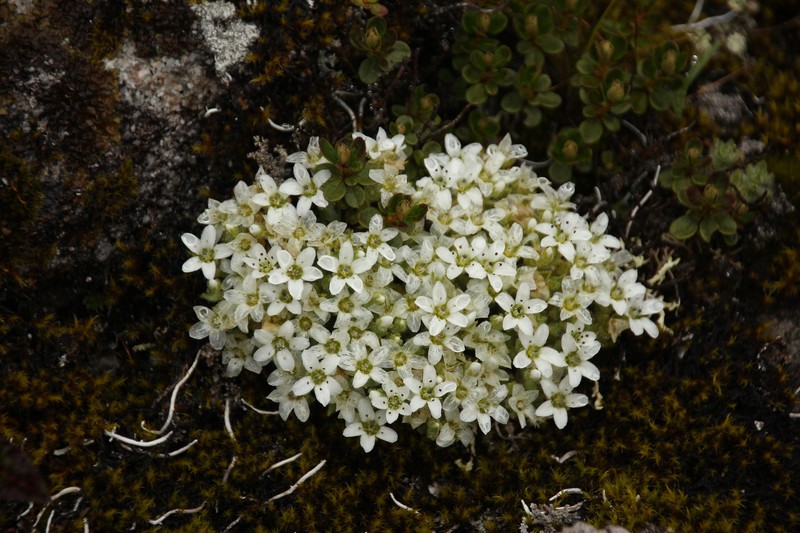 Shivparvatia ciliolata photo 6