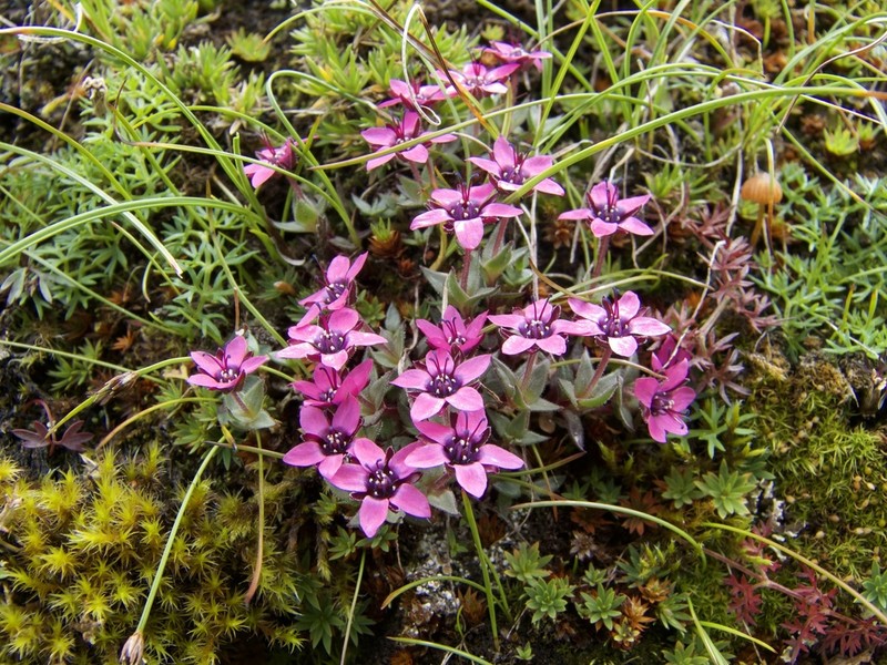 Shivparvatia glanduligera