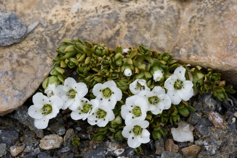 Shivparvatia stracheyi photo 2