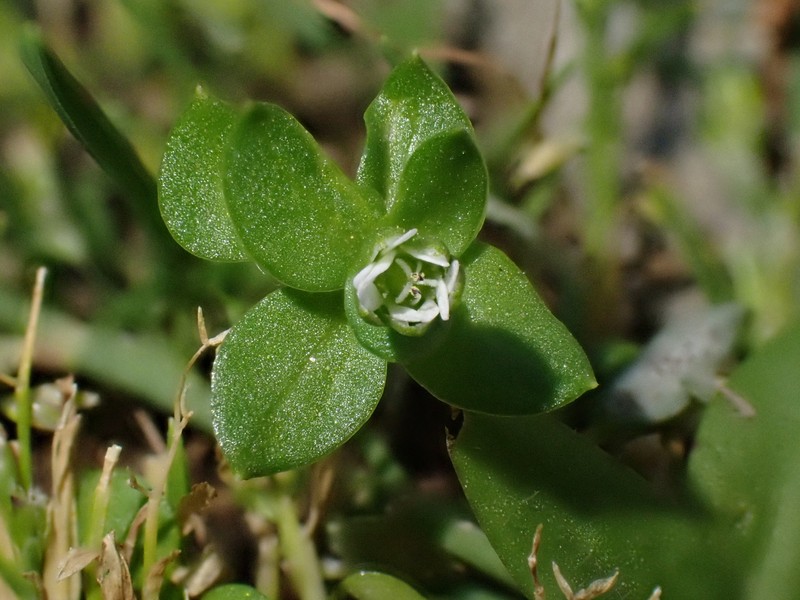 Shivparvatia stracheyi photo 3