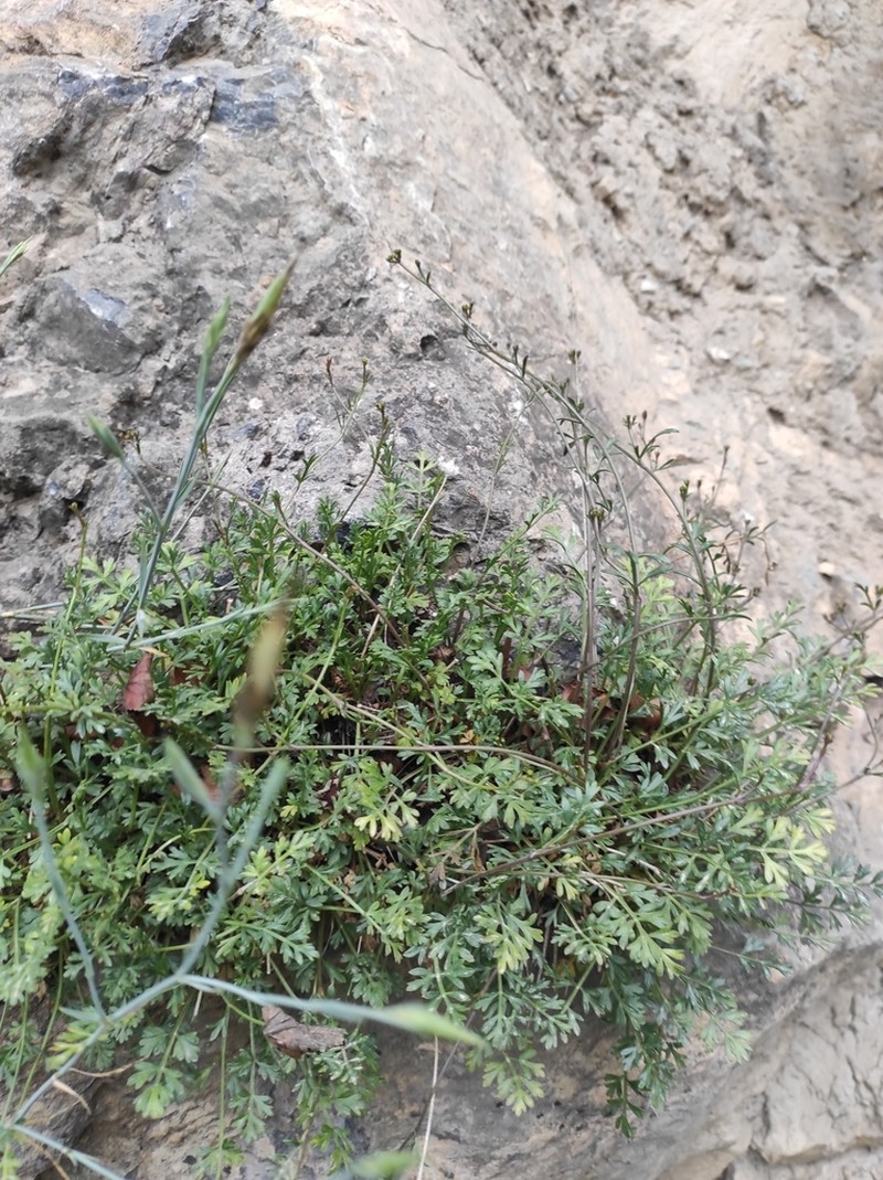 Shomalia ghafooriana