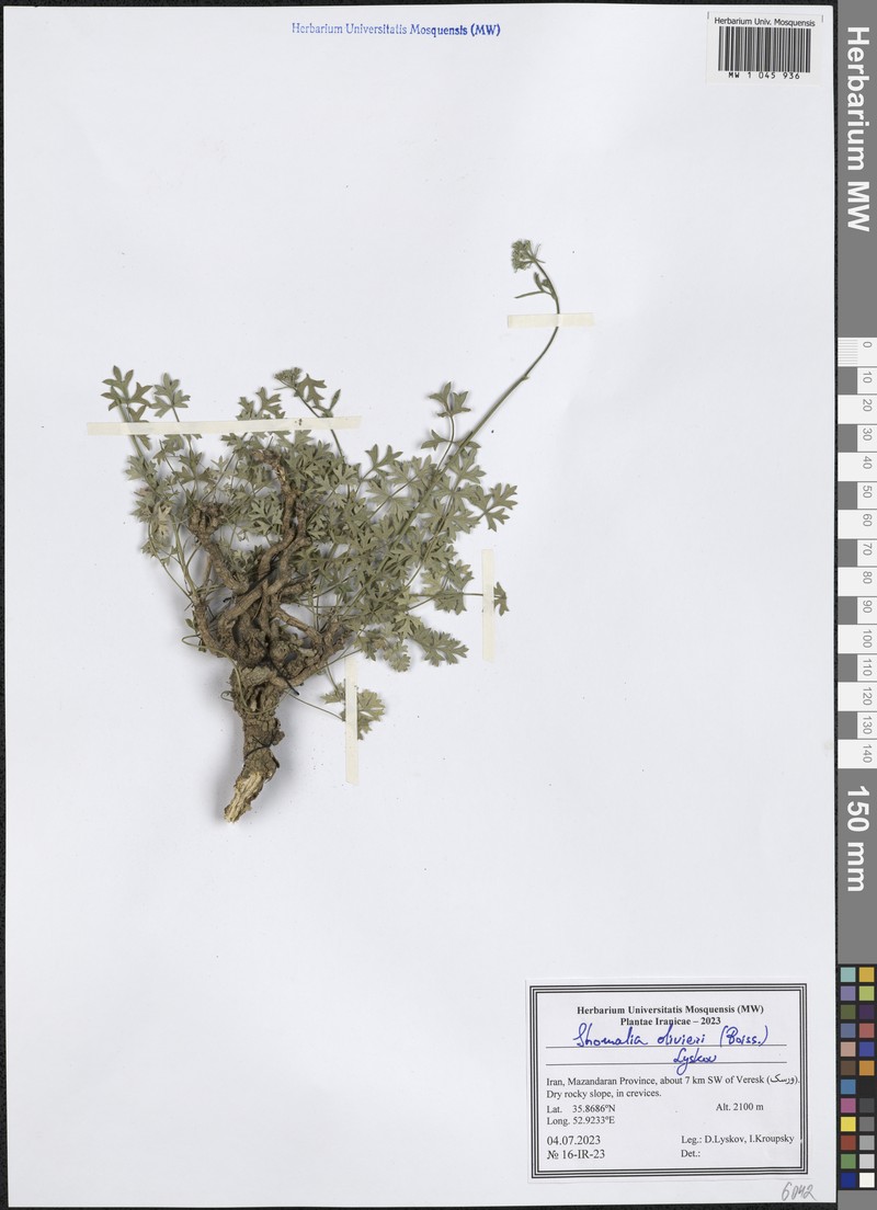 Shomalia olivieri photo 6