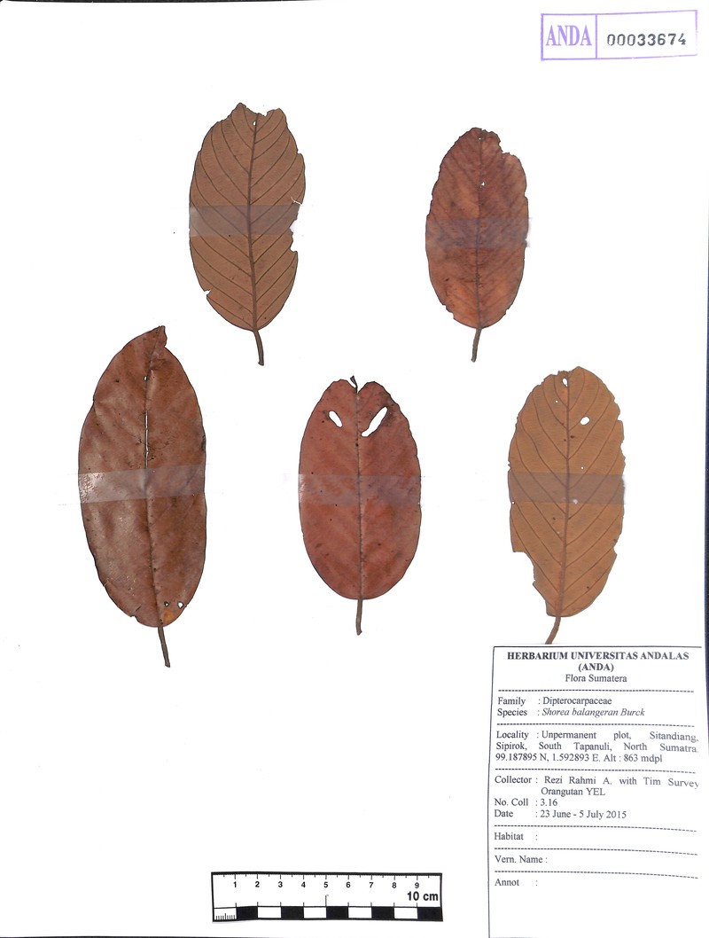 Shorea falciferoides subsp. falciferoides