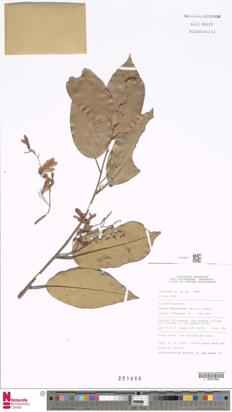 Shorea falciferoides subsp. falciferoides photo 2
