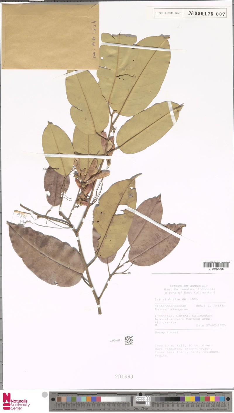 Shorea falciferoides subsp. falciferoides photo 3