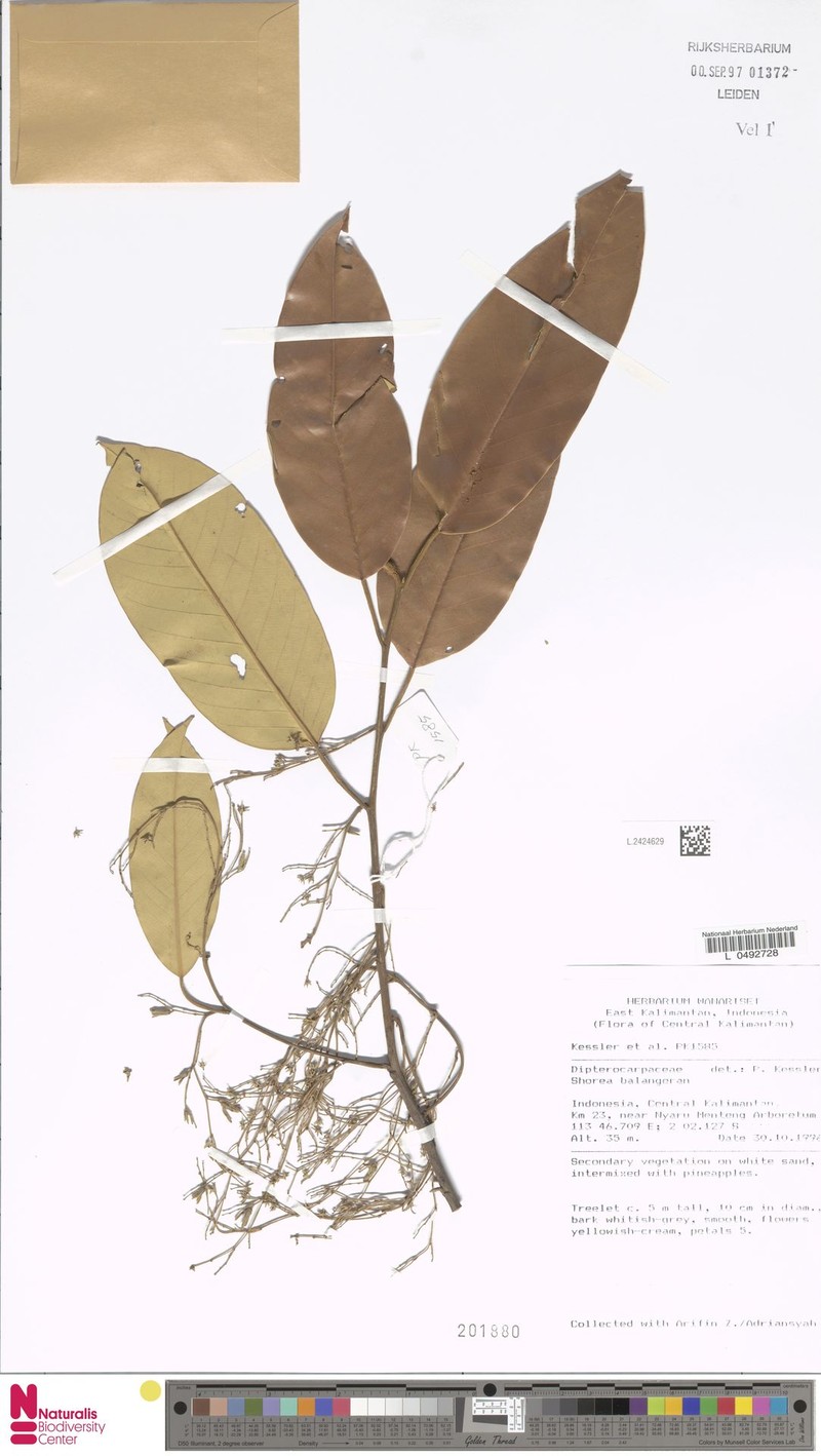 Shorea falciferoides subsp. falciferoides photo 4