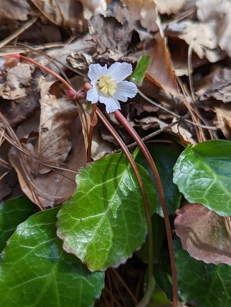 Shortia brevistyla photo 2