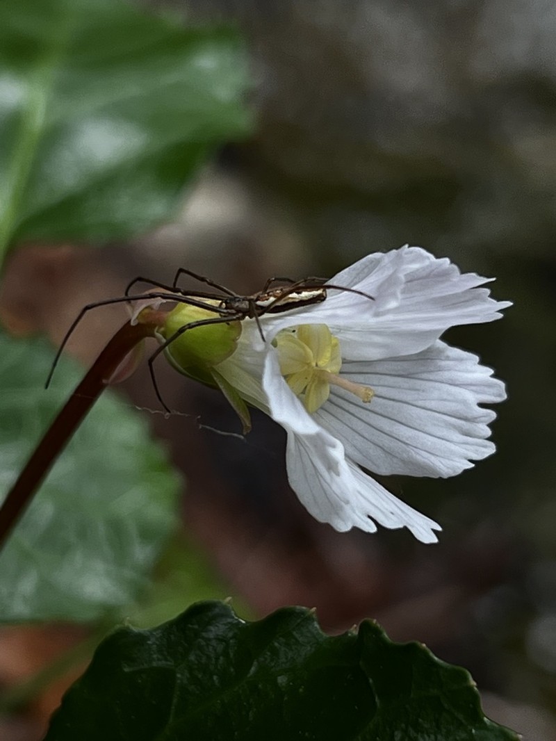 Shortia brevistyla photo 3