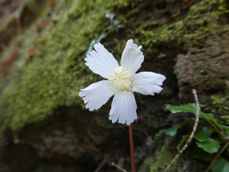 Shortia brevistyla photo 4